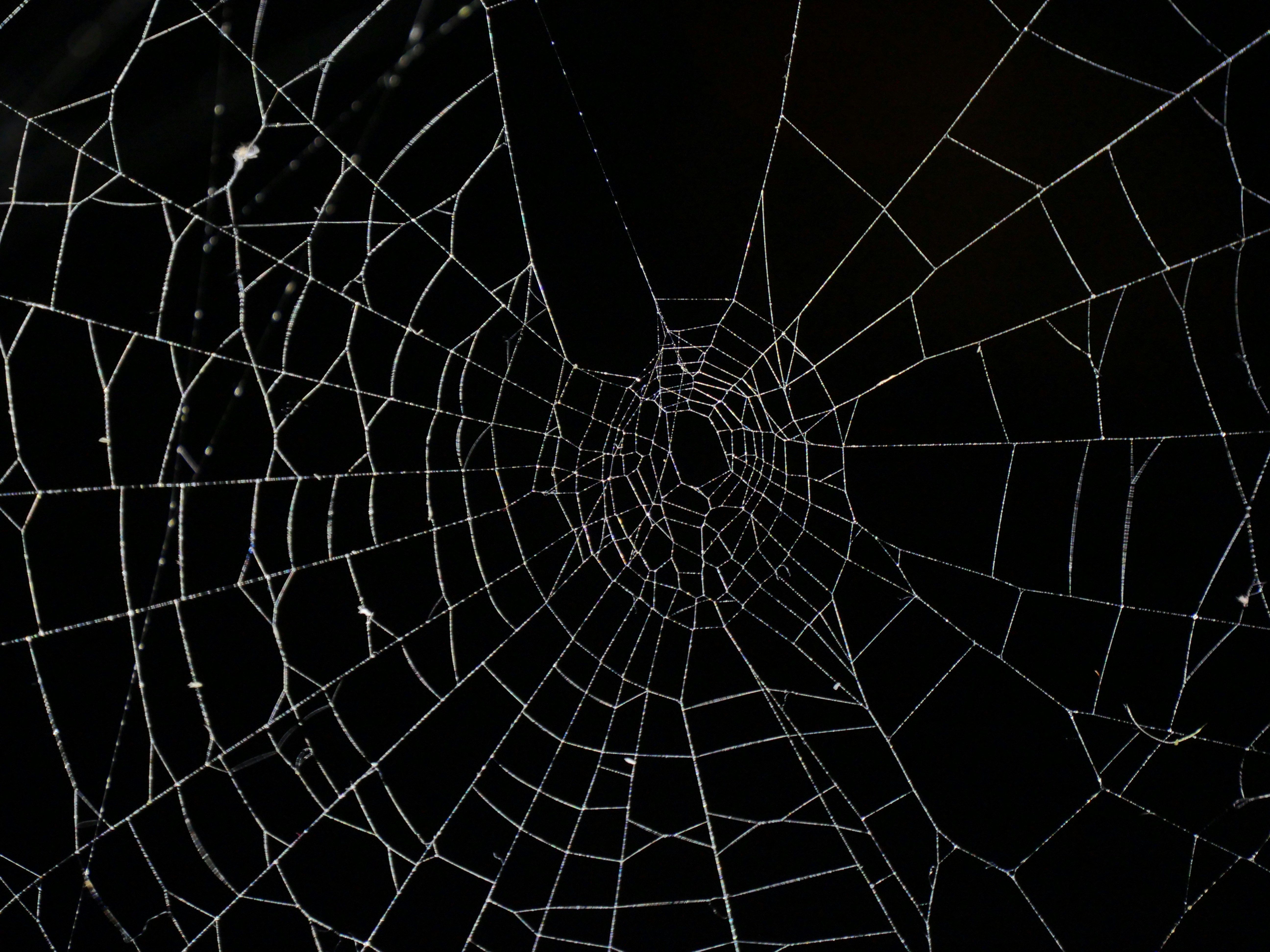 Dark Web Monitoring